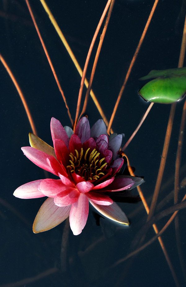 映日莲花分外红