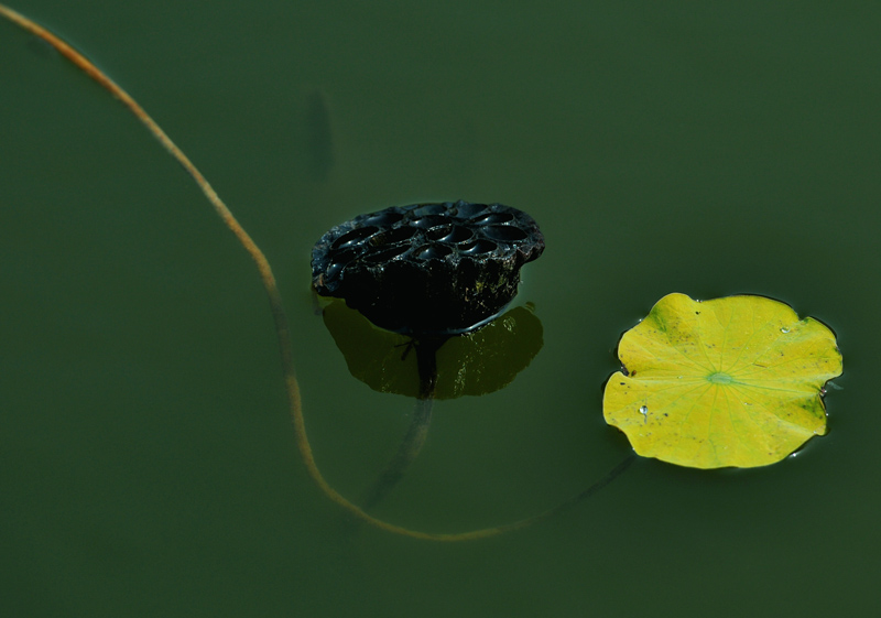 映日莲花分外红
