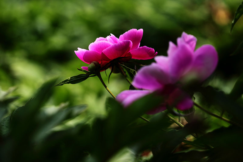 半小时-芍药