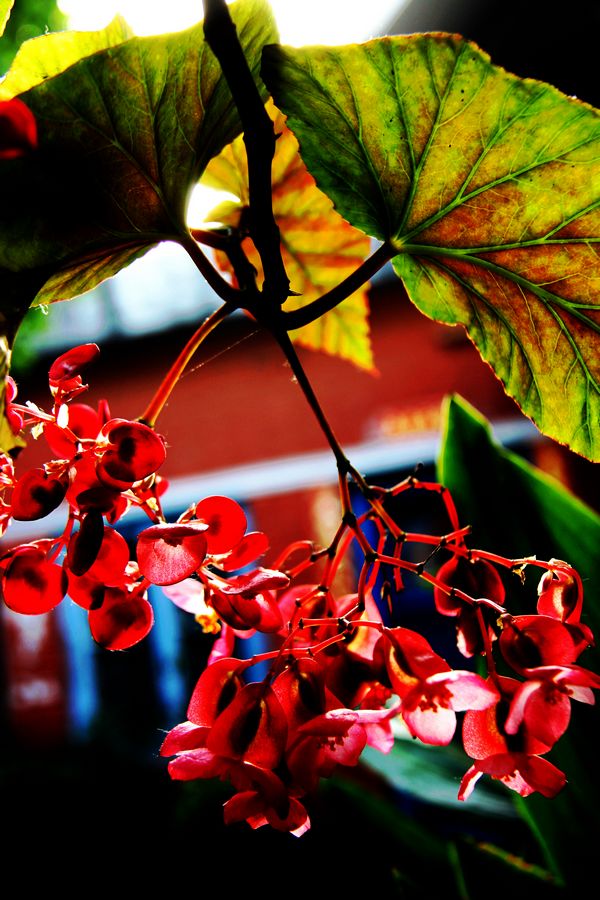 [原创]竹节海棠