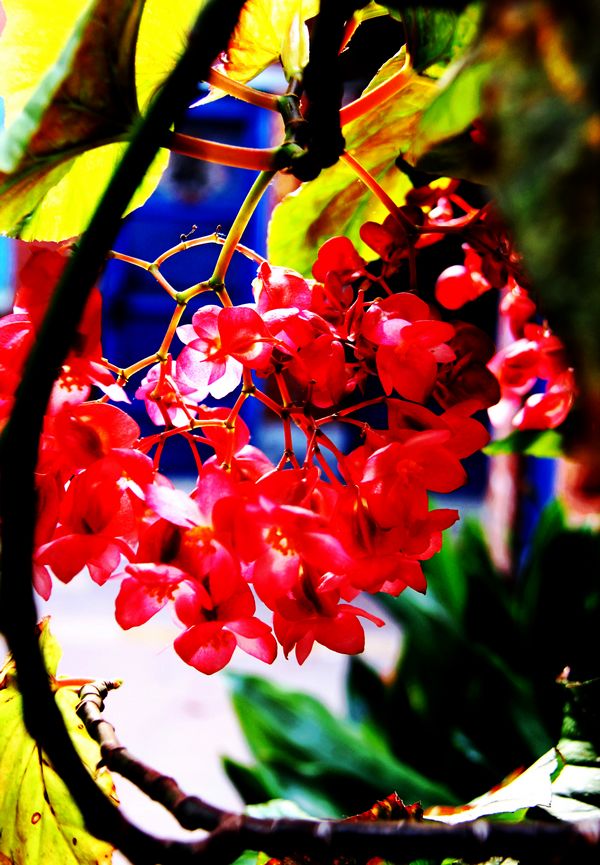 [原创]竹节海棠