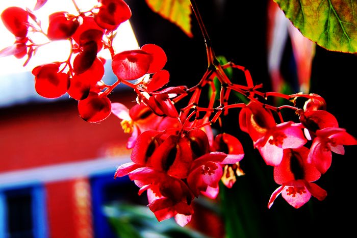 [原创]竹节海棠