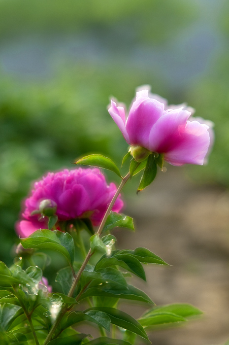 不是牡丹更胜牡丹----芍药