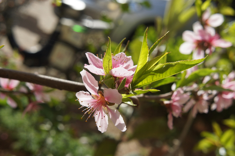春花烂漫