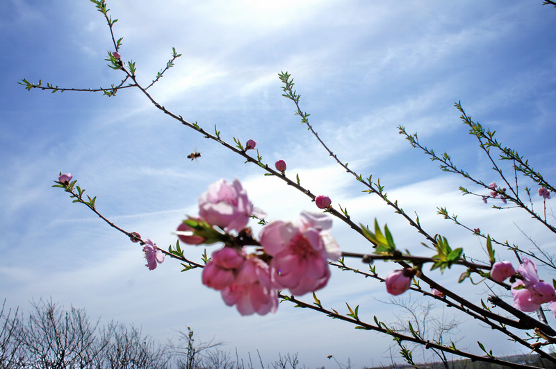 春花烂漫