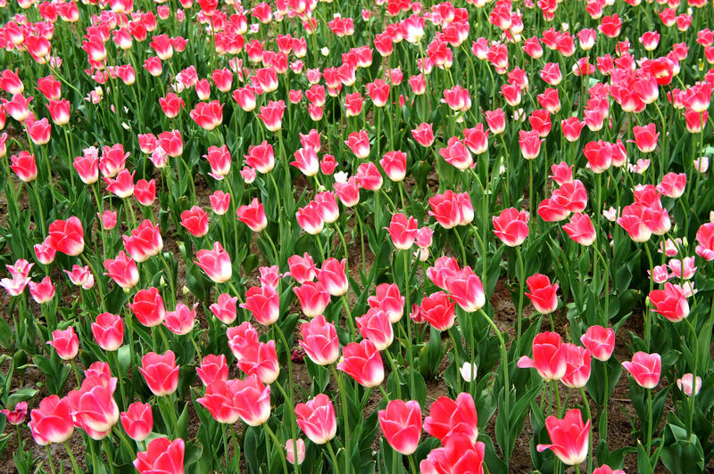 春花烂漫