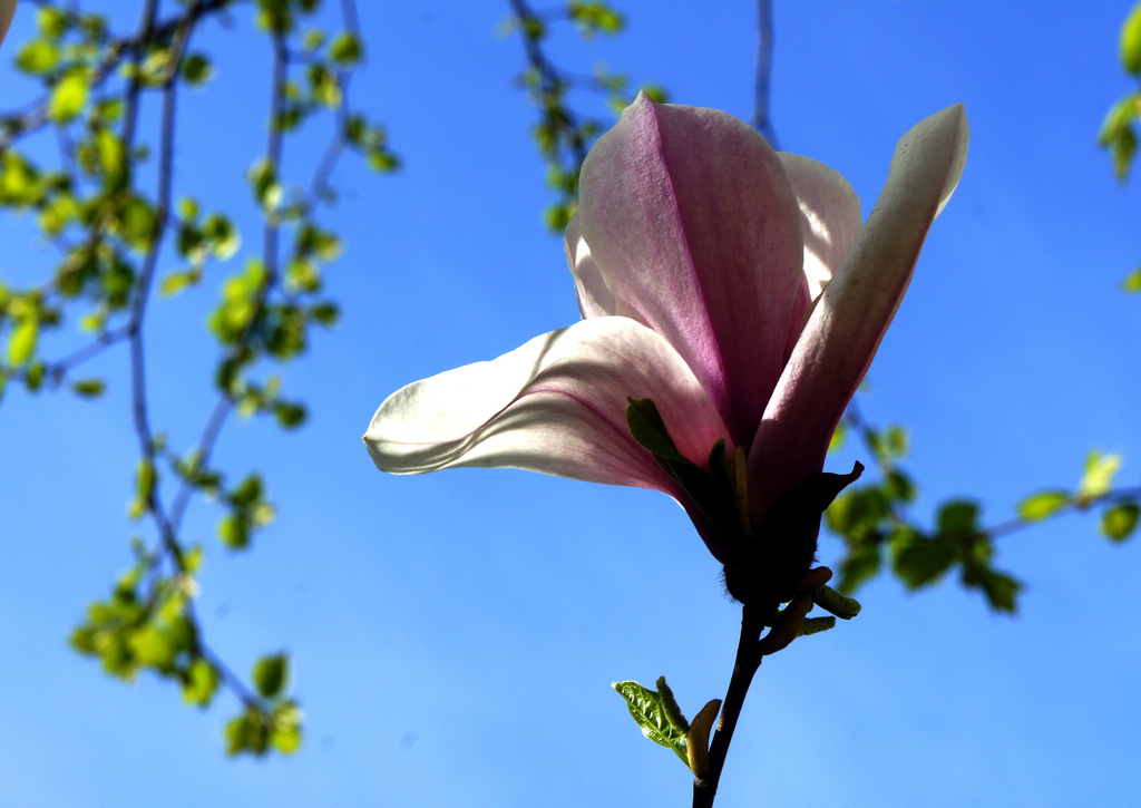 春花烂漫