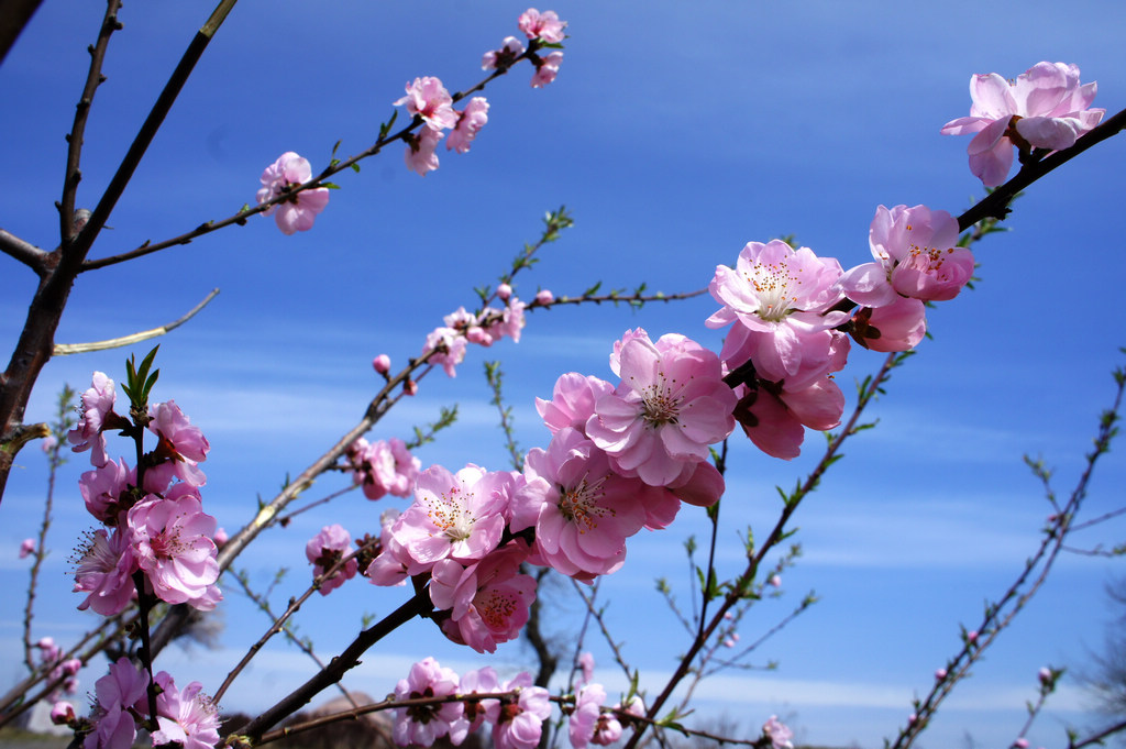 春花烂漫