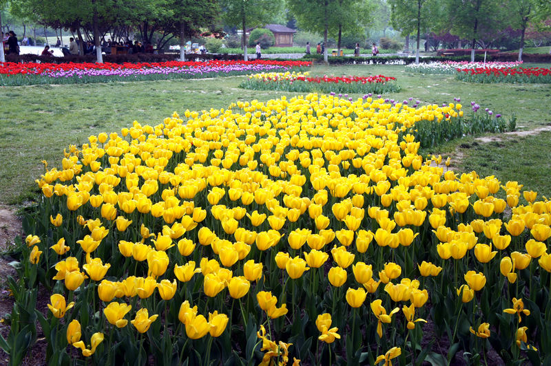 春花烂漫