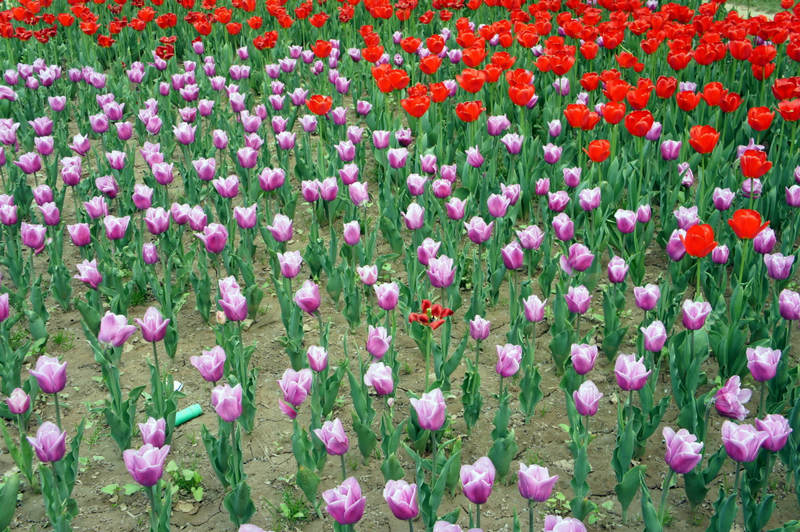 春花烂漫