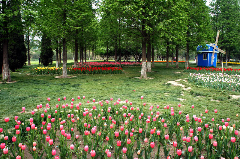 春花烂漫