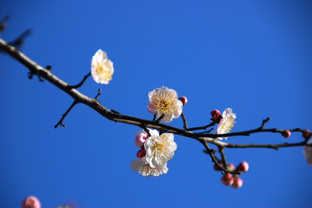 春花烂漫