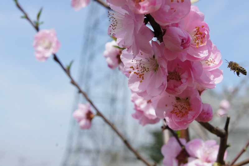 春花烂漫