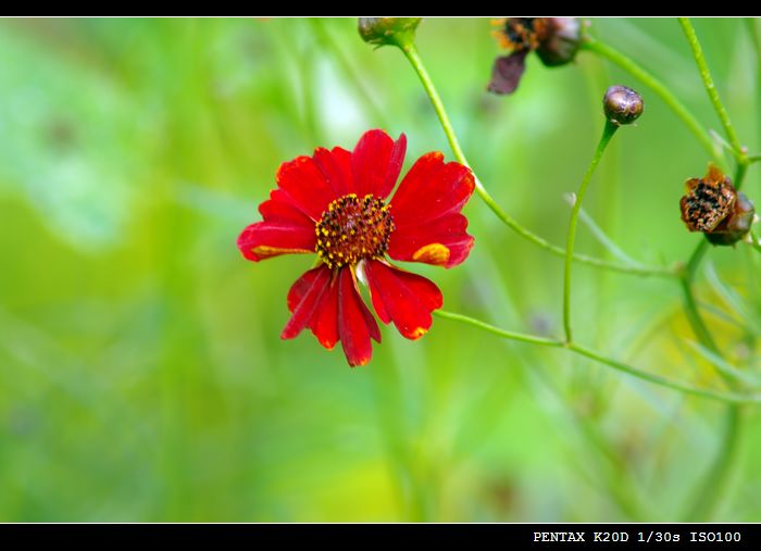 花花草草磨镜片