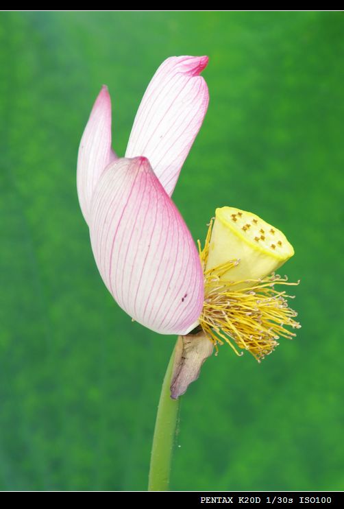 花花草草磨镜片
