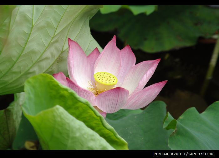 花花草草磨镜片