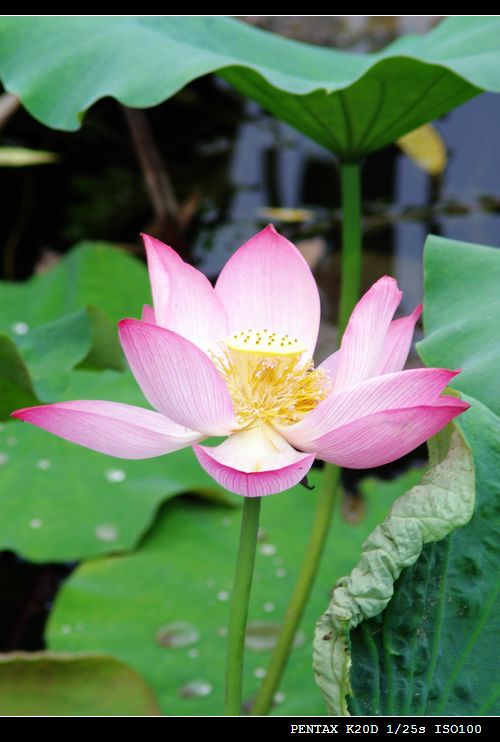 花花草草磨镜片