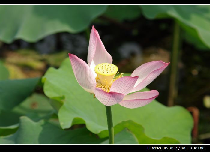 花花草草磨镜片