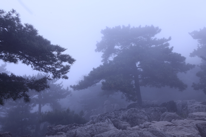 雾中小景