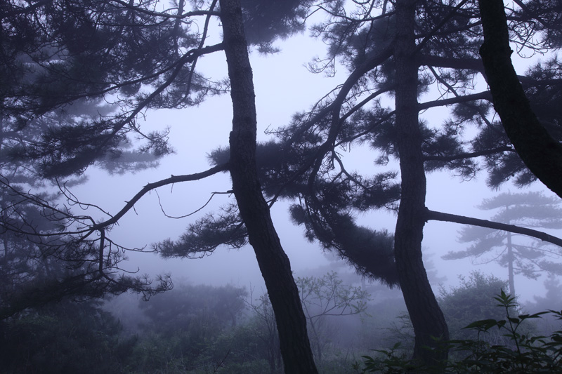 雾中小景