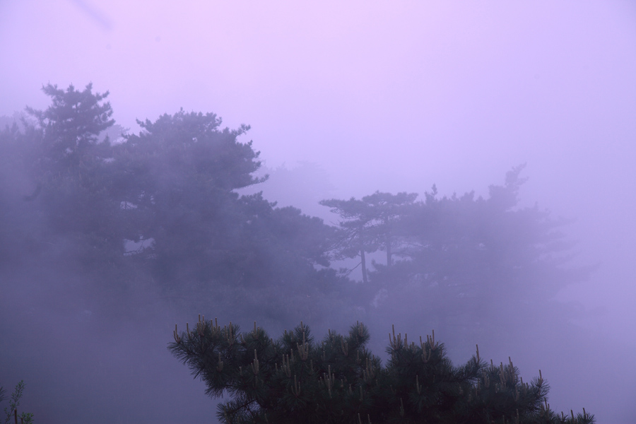 雾中小景