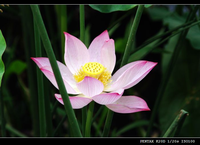 花花草草（md70 210磨镜片)