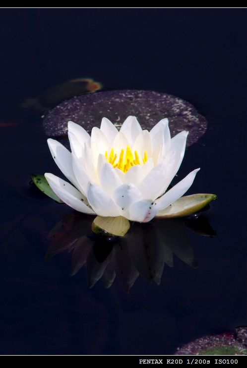 花花草草（md70 210磨镜片)