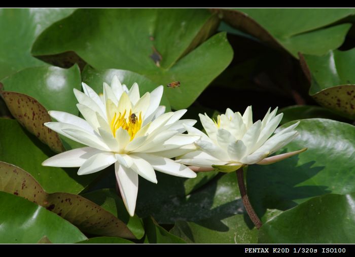 花花草草（md70 210磨镜片)