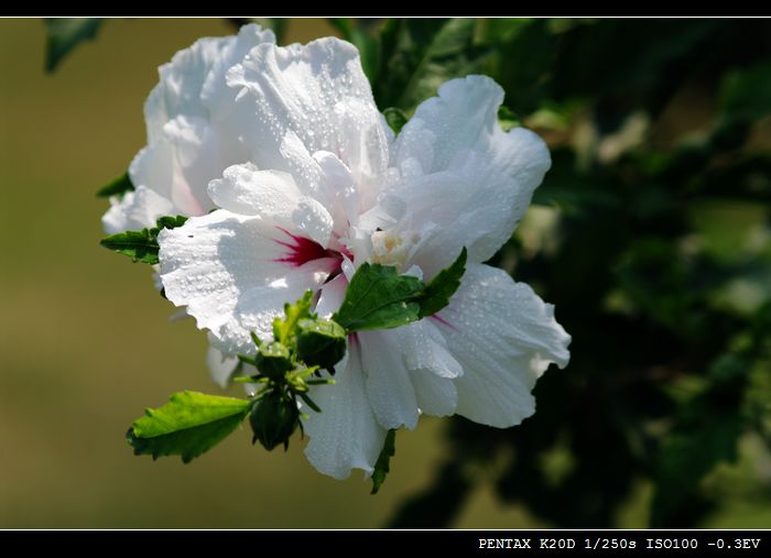 花花草草（md70 210磨镜片)