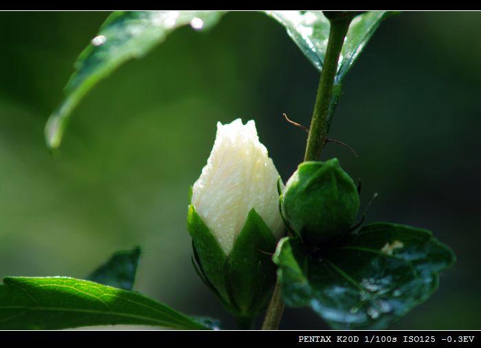 花花草草（md70 210磨镜片)
