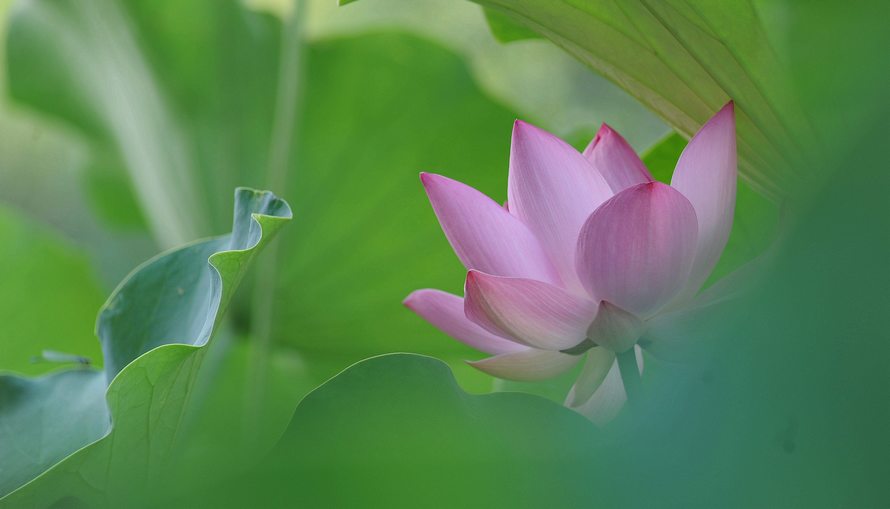 荷花赞