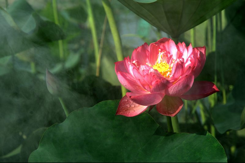 荷花赞