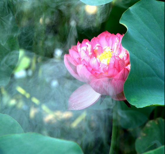 荷花赞