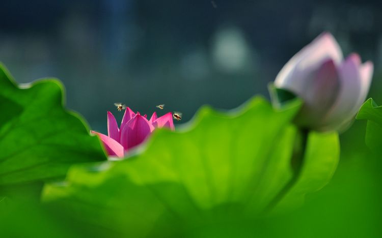 荷