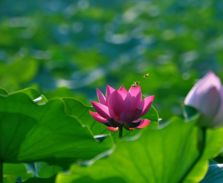 荷
