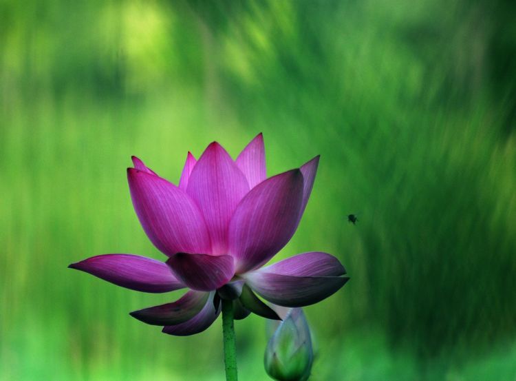 荷