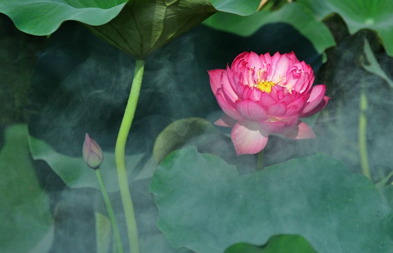 荷