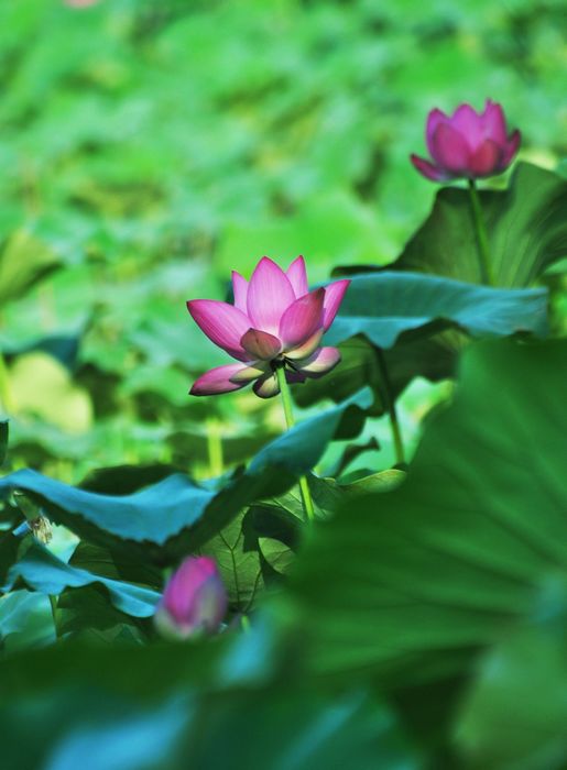 荷