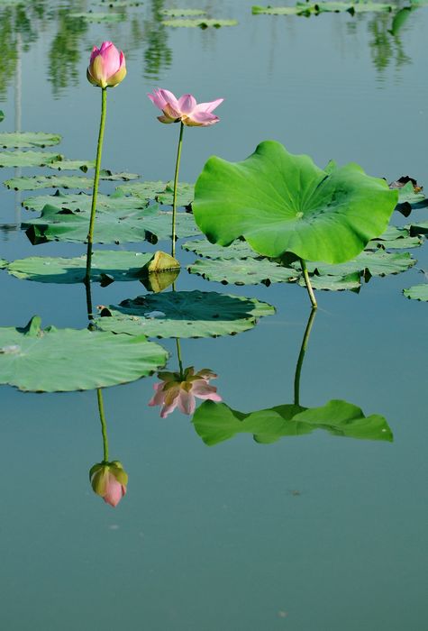 荷