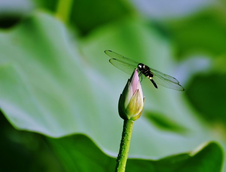 荷