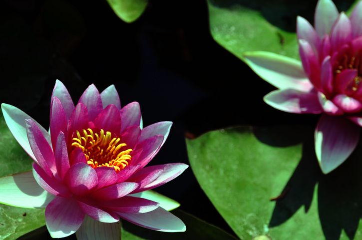 荷