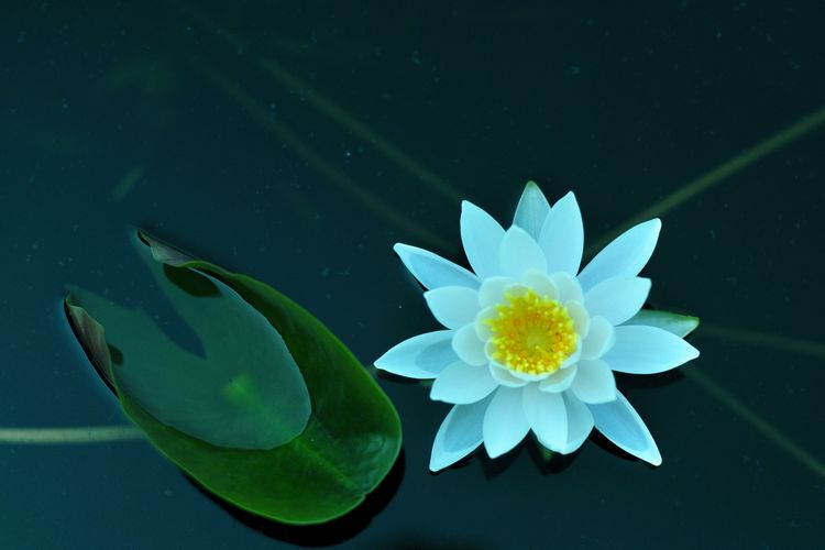 荷