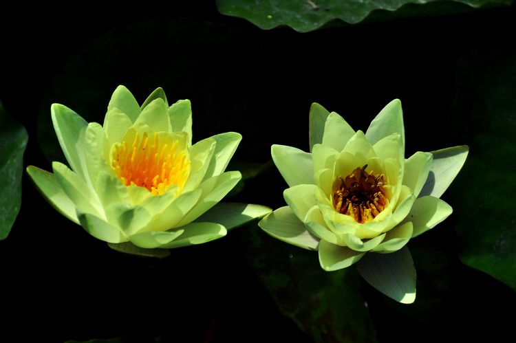 荷