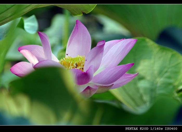 花花草草（md70 210磨镜片)