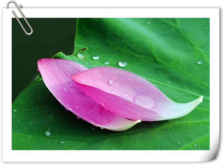 花花草草（md70 210磨镜片)