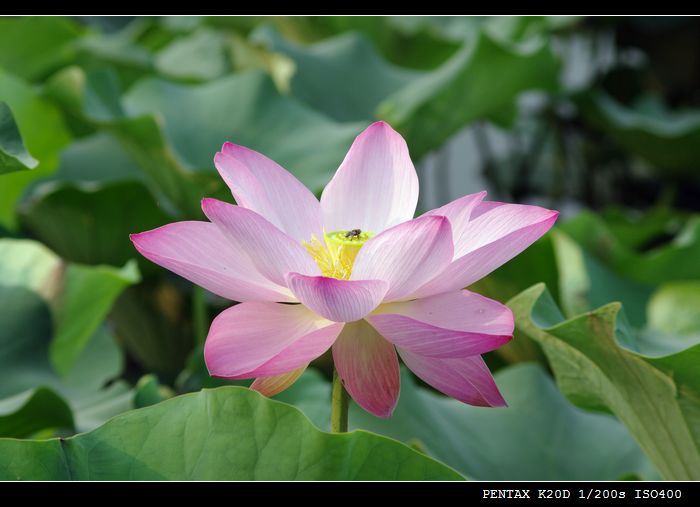 花花草草（md70 210磨镜片)