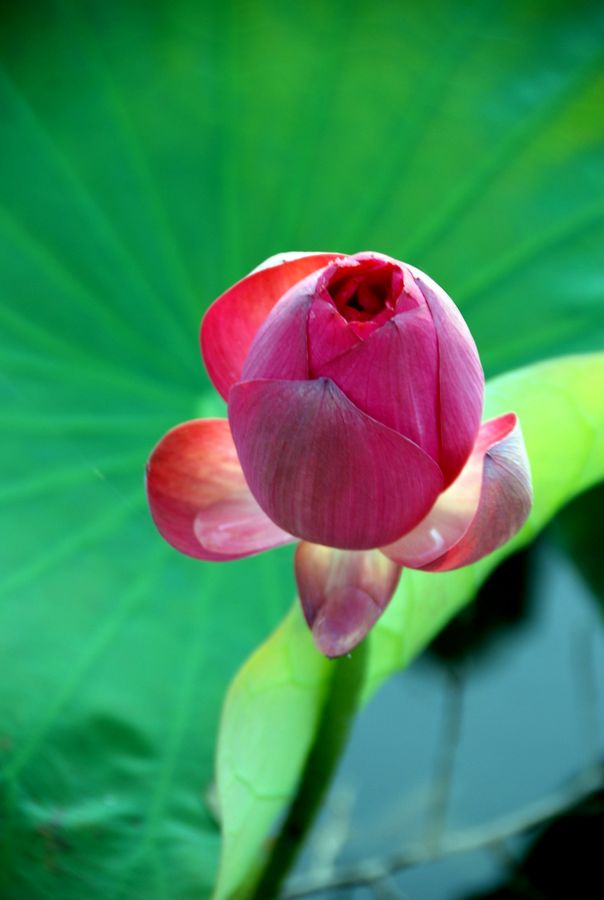 濮上园的荷花