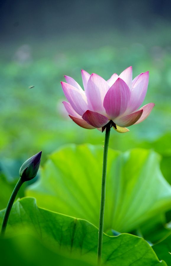 濮上园的荷花