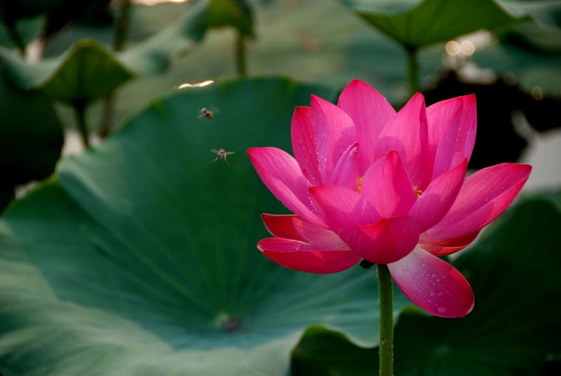 濮上园的荷花