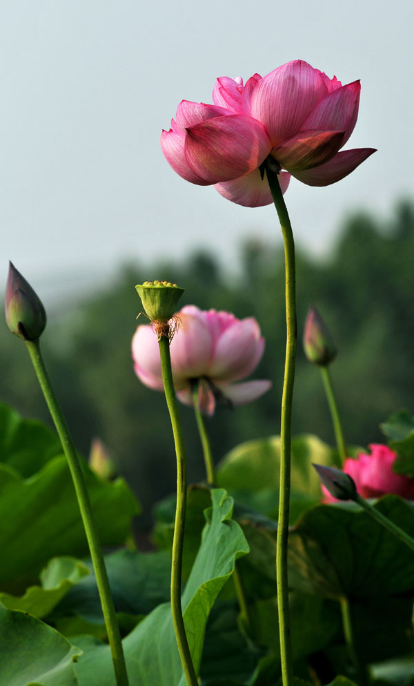 濮上新荷